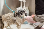 Pet Grooming Business - Western Suburbs