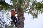 High-Performing Arborist Business | ~$1M Revenue | ~$400K+ EBITDA | Team in place
