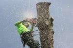 Expand Your Reach with this Proven Arboriculture Operation