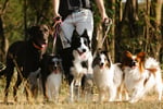 Lifestyle Dog Walking Business