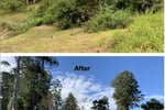 Profitable Eco Vegetation Management Business, Northern NSW