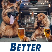 Well‑Established Online Dog Accessories Brand - Strong Sales & Huge Following image