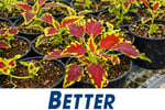 Wholesale Plants -  45years One Owner