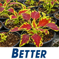 Wholesale Plants -  45years One Owner image