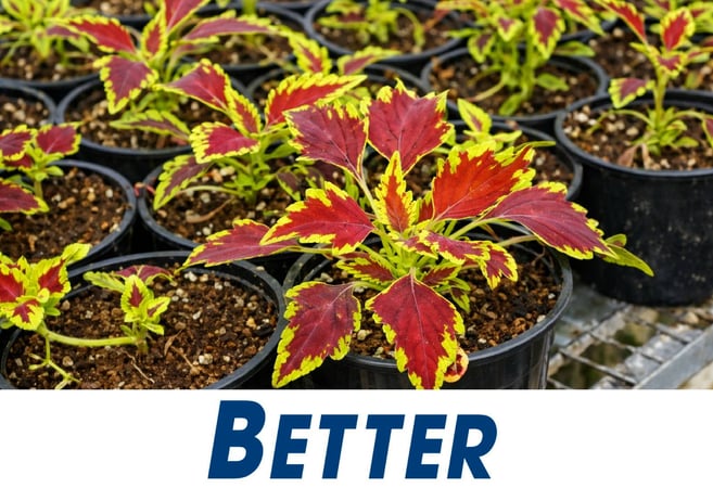 Wholesale Plants -  45years One Owner
