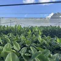 Established Wholesale Production Nursery  Sunshine Coast, QLD image