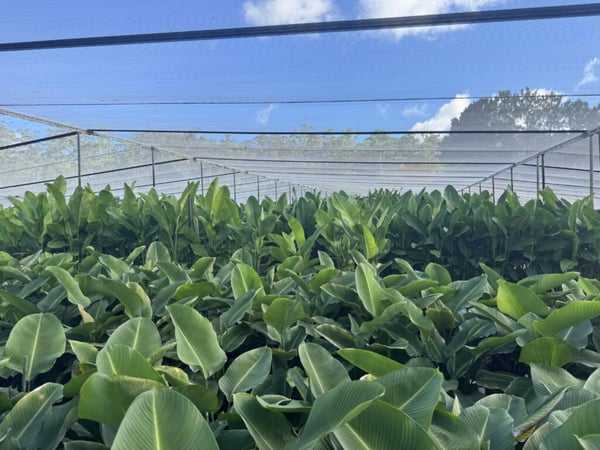 Established Wholesale Production Nursery  Sunshine Coast, QLD