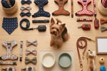 Well‑Established Online Dog Accessories Brand - Strong Sales & Huge Following