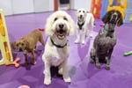UNDER OFFER - Doggie Daycare and Training Business - Golden Grove, SA