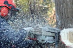 Tree Services