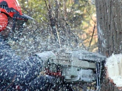 Photo of Tree Services