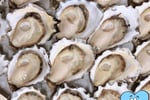 Casanova Oysters - Seize the catch of the day with Fresh Sea