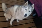 Profitable Mobile Pet Grooming Business with Loyal Hobart Client Base