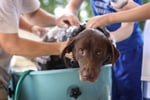 Exceptional Dog Grooming Salon