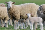 Australia\'s Progressive & Innovative Meat Exporters - 5875