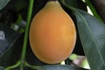 Easy to run, highly  profitable fruit farm.