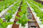 Longstanding & Scalable Fish & Vegetable Production Wholesaler and Restaurant