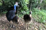 The closest Wet Tropics World Heritage river-based experience to Cairns