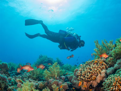 Photo of Bali Dive Center for Sale