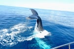 Exclusive Marine Tourism Business