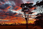 Mingenew Springs Caravan Park