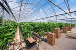 Hydroponic Vegetable Crop Farm - Land, Buildings & Machinery