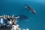 Whale Watching Business