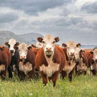 Australia\'s Progressive & Innovative Meat Exporters - 5875 image