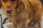 Profitable Mobile Pet Grooming Business with Loyal Hobart Client Base