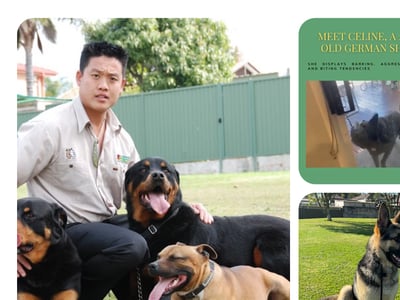 Turn Your Passion for Dogs Into Profit - Established Dog Training Business for Sale! image