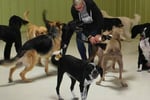 Doggy Daycare Business for sale in Eastern Suburb ST1552