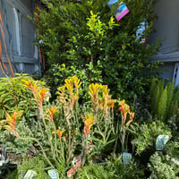 Online Plant Sales, turnover ~ $1M image