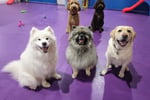 UNDER OFFER - Doggie Daycare and Training Business - Golden Grove, SA