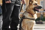 Bark Busters Dog Training Franchise