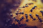 Pest Control Business - Launceston TAS