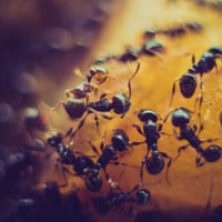 Pest Control Business - Launceston TAS image