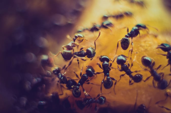Pest Control Business - Launceston TAS