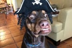 Well‑Established Online Dog Accessories Brand - Strong Sales & Huge Following