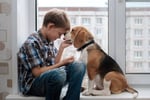 Online Pet Product Wholesaler/Distributor and Supplier #438