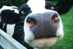 Cheese Manufacturing and Distribution with added tourism component