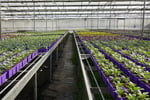 Invest and Grow with Easy Colour Wholesale Nursery