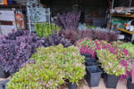 FREEHOLD Foliage Farm Supplying the Florist Industry - Silvan, VIC