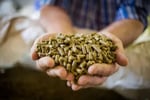 MASSIVE PRICE DROP Retail Produce & Farm/Rural Supplies, Under Management, Mid-North Coast