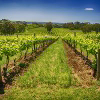 Established SA Wine Tour Operator: 25+ Years, Branded Fleet & Growth Potential image