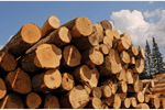 MARKHAM TIMBER FOR SALE