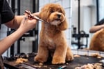 Thriving Luxury Mobile Dog Grooming Business - MW1519