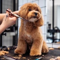 Thriving Luxury Mobile Dog Grooming Business - MW1519 image