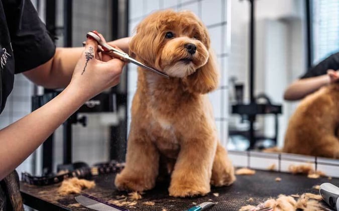 Thriving Luxury Mobile Dog Grooming Business - MW1519