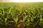Longstanding & Scalable Fish & Vegetable Production Wholesaler and Restaurant