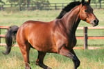 Equine-Focused Business Opportunity with Global Potential